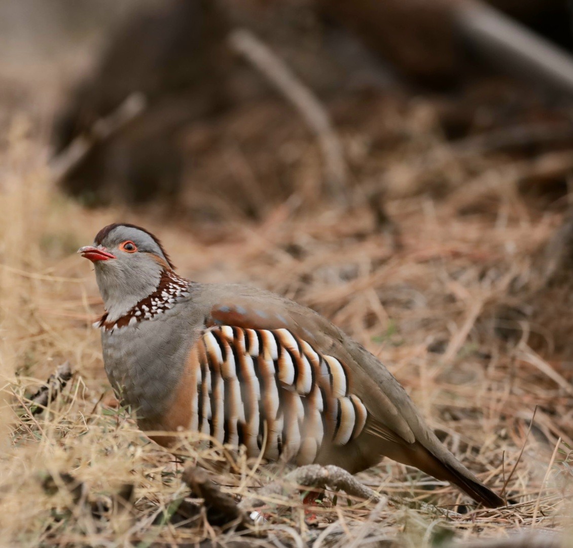 Barbary Partridge - ML647247075