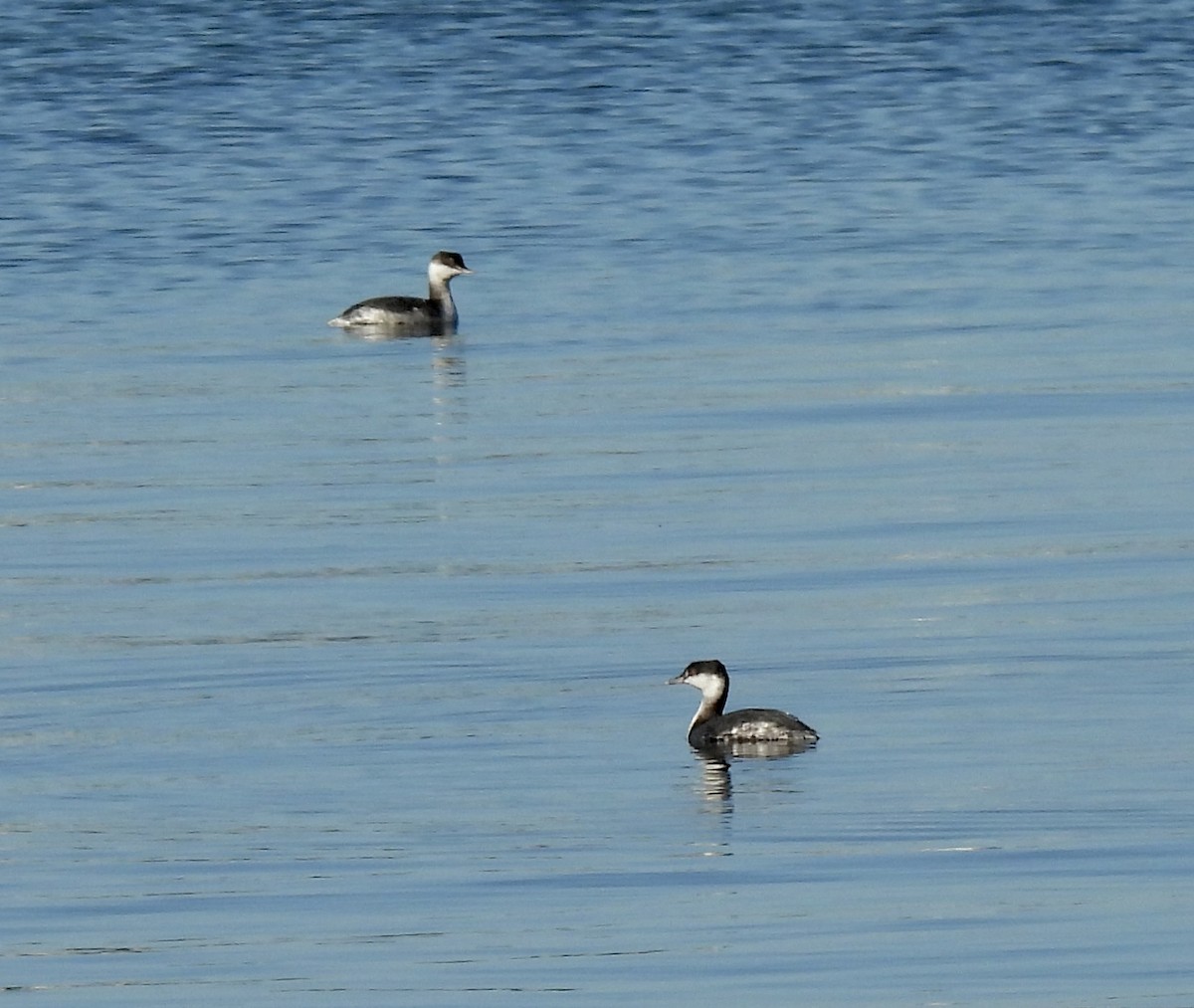 Horned Grebe - ML647247088