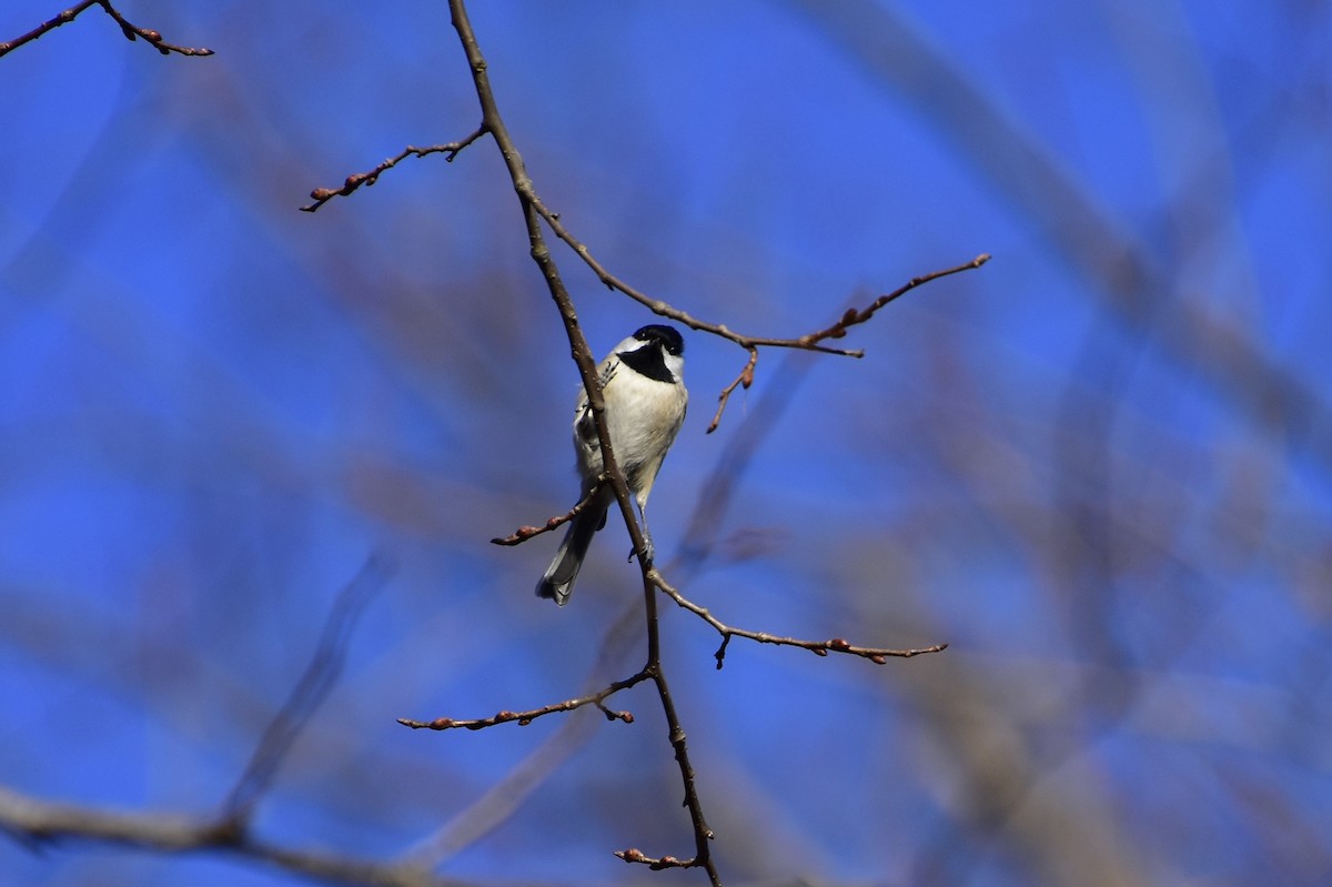 Каролинская гаичка - ML647247089