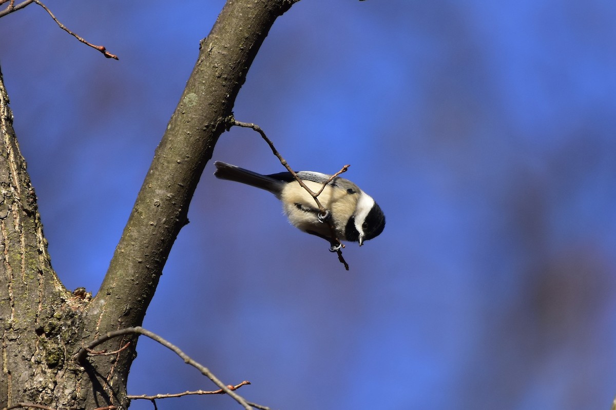 Каролинская гаичка - ML647247090