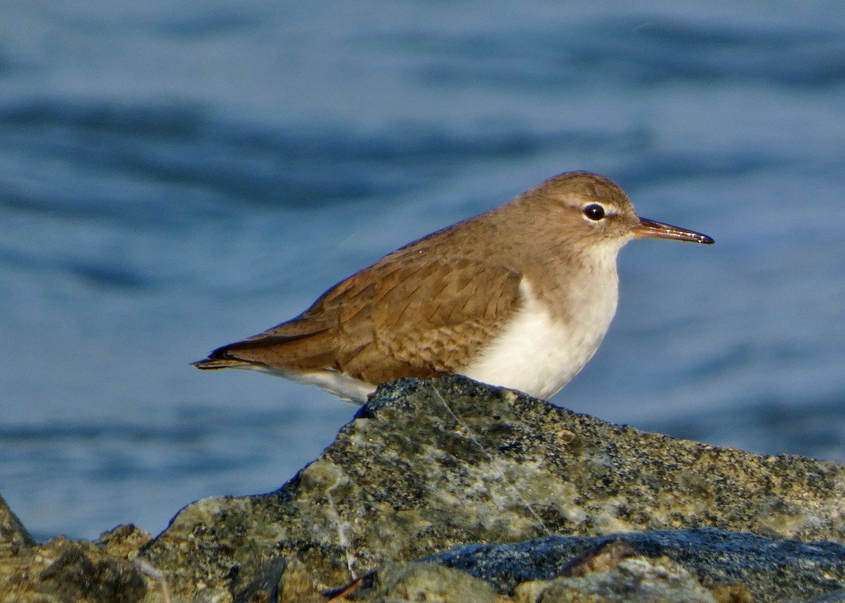 Benekli Düdükçün - ML647247097