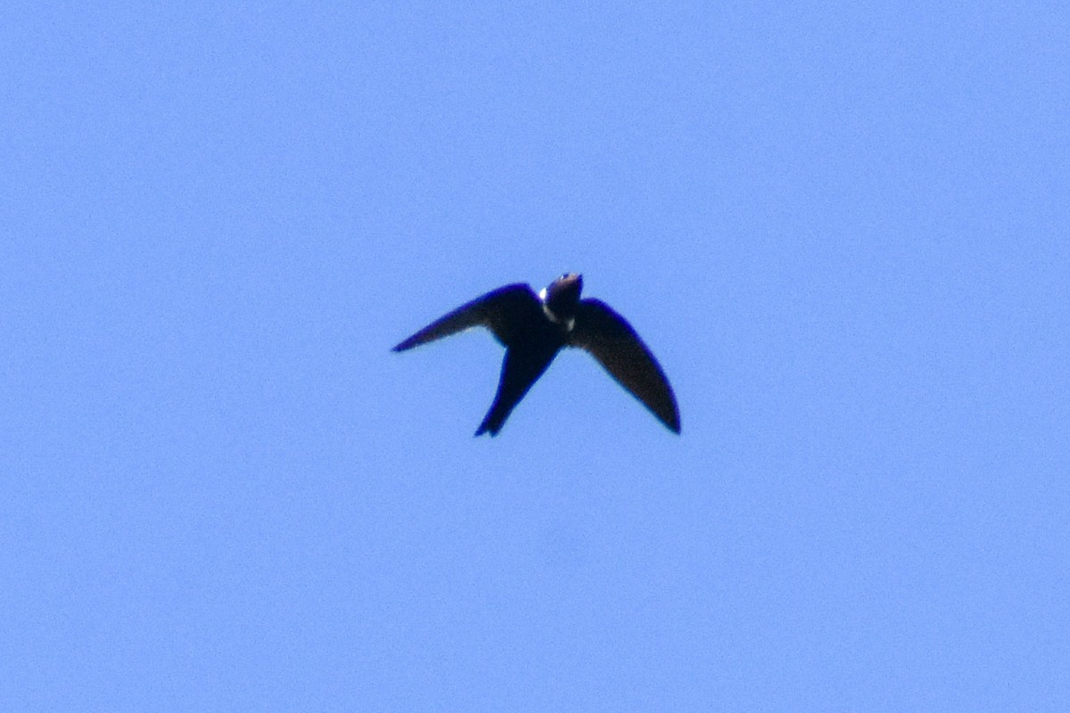 White-collared Swift - ML647247108
