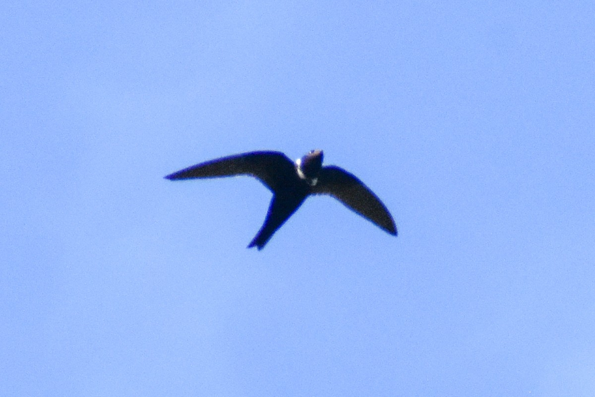 White-collared Swift - ML647247115