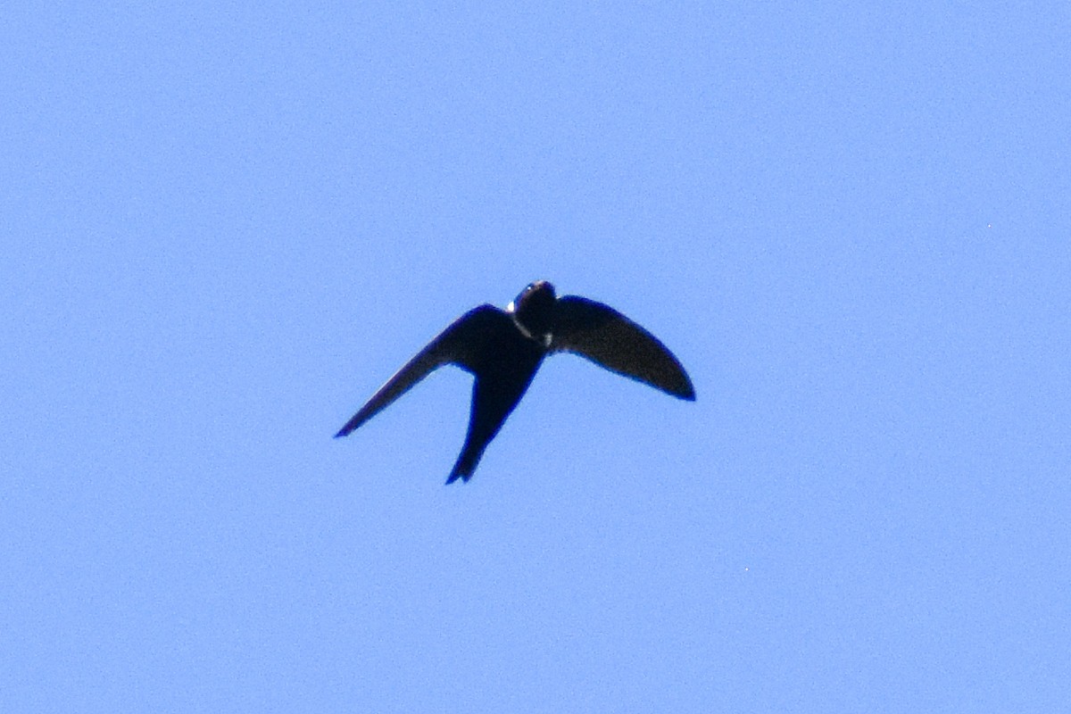 White-collared Swift - ML647247116