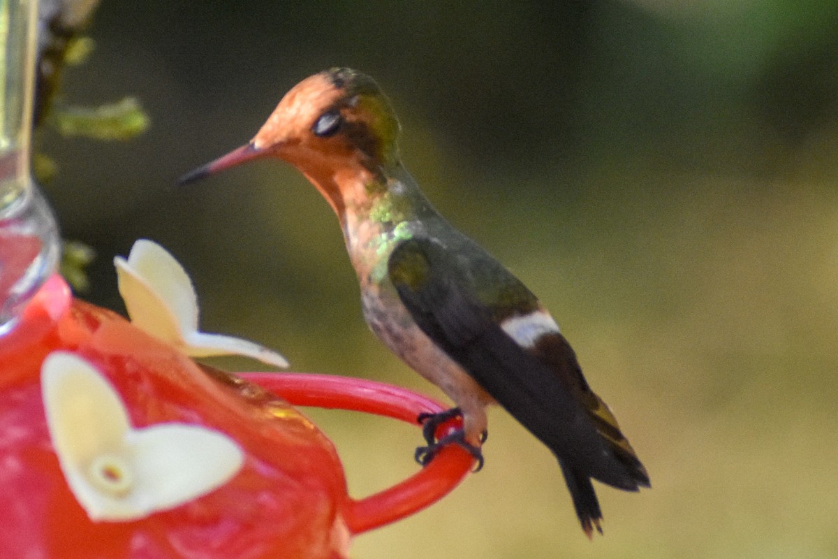 チャカザリハチドリ - ML647247117