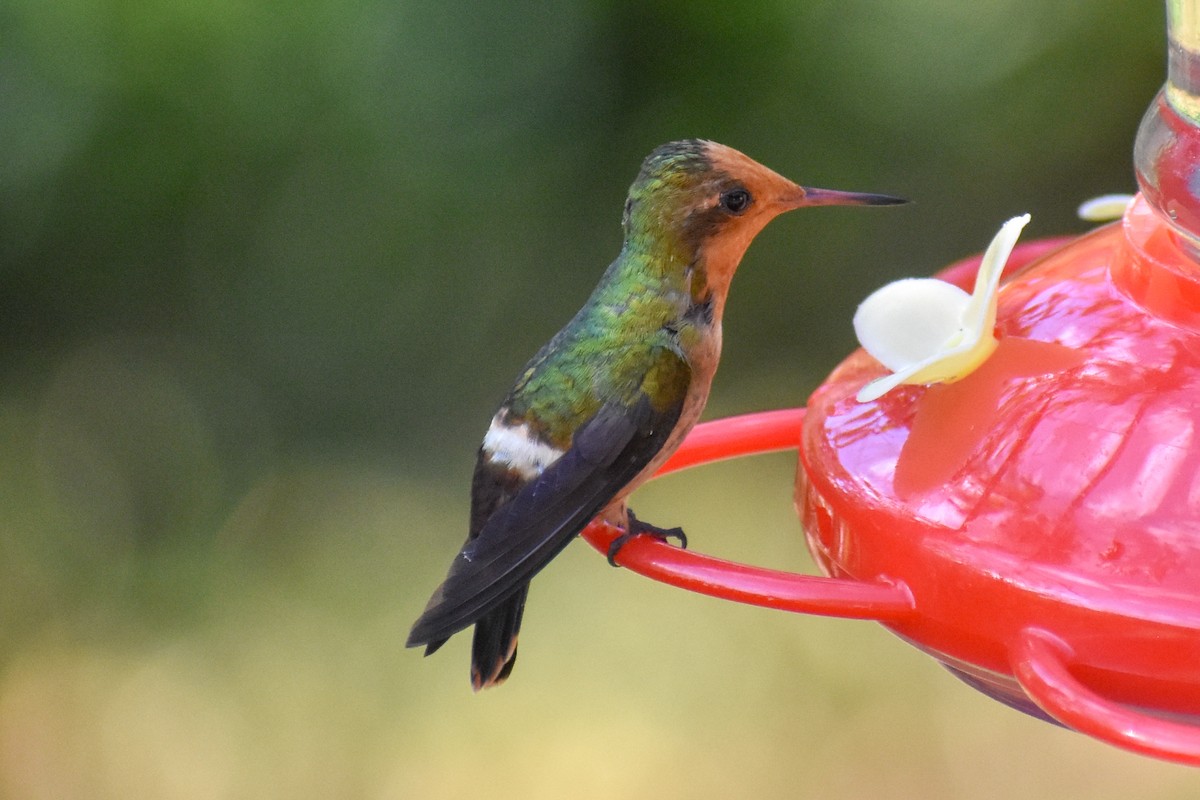 チャカザリハチドリ - ML647247123