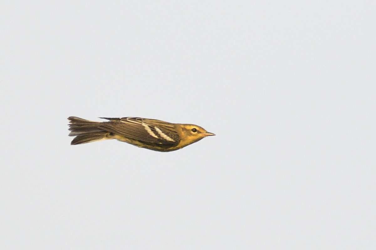 Blackburnian Warbler - ML647247130