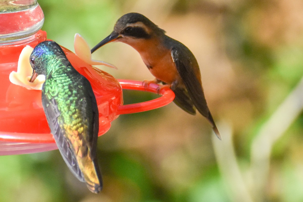 Reddish Hermit - ML647247131