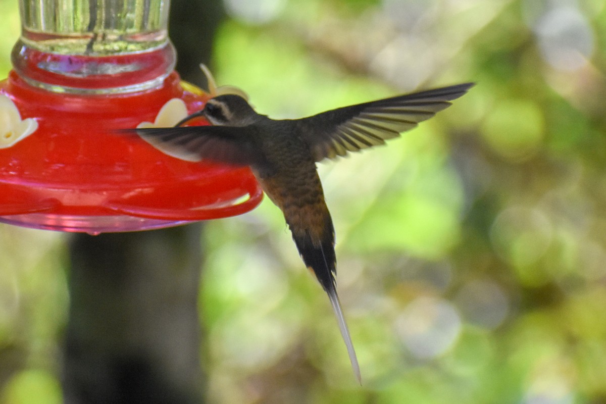 Great-billed Hermit - ML647247133