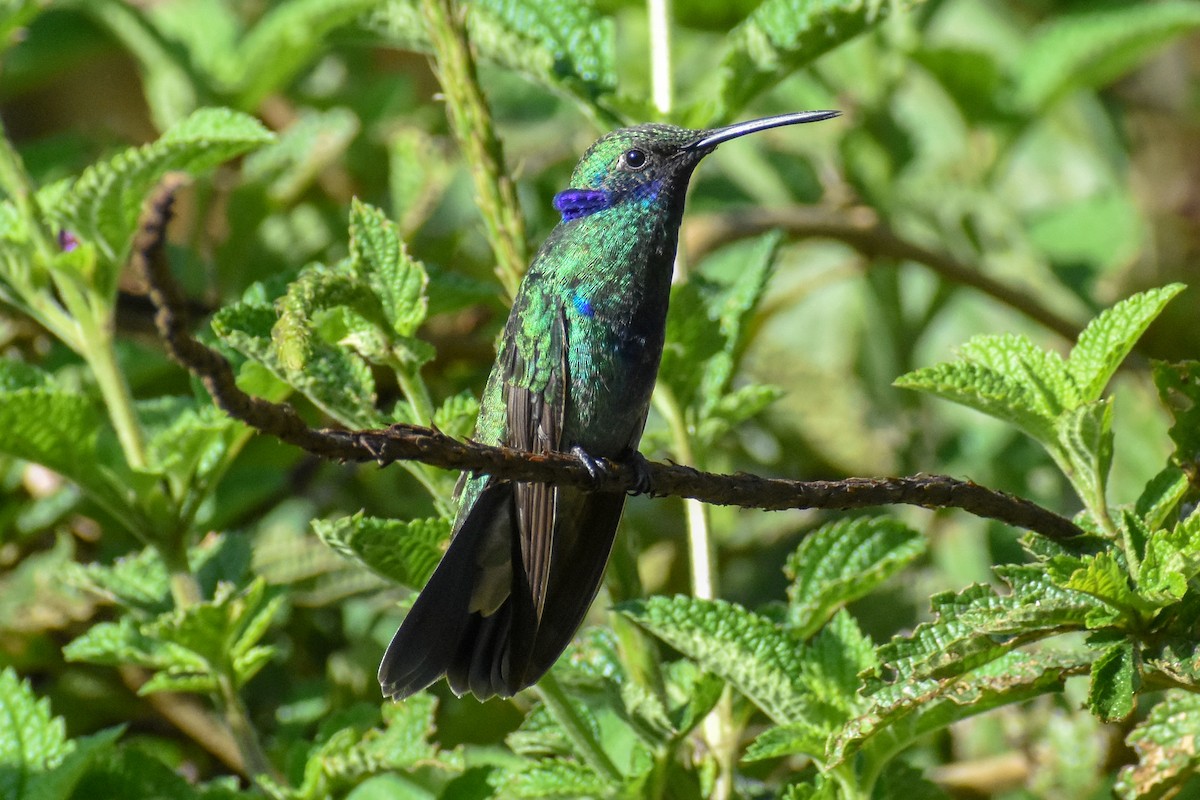 Колібрі синьочеревий - ML647247141