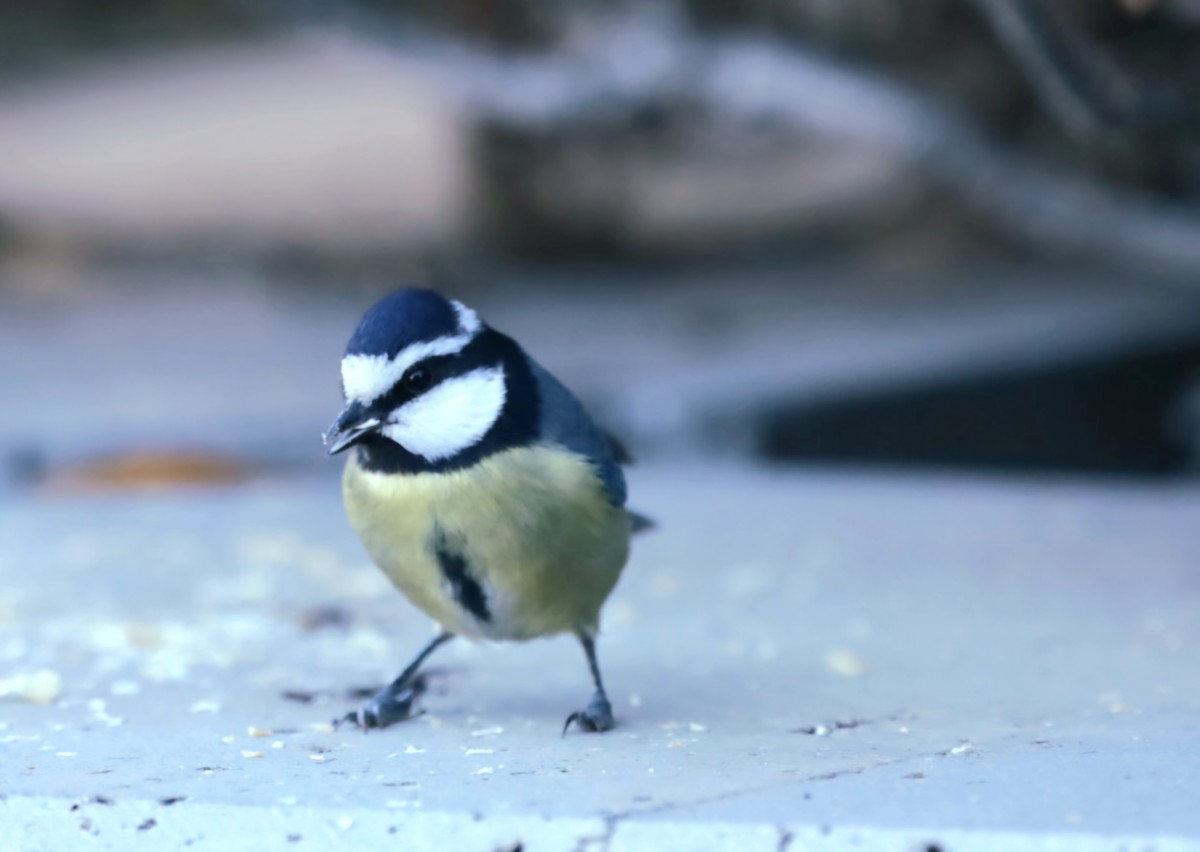 African Blue Tit - ML647247145
