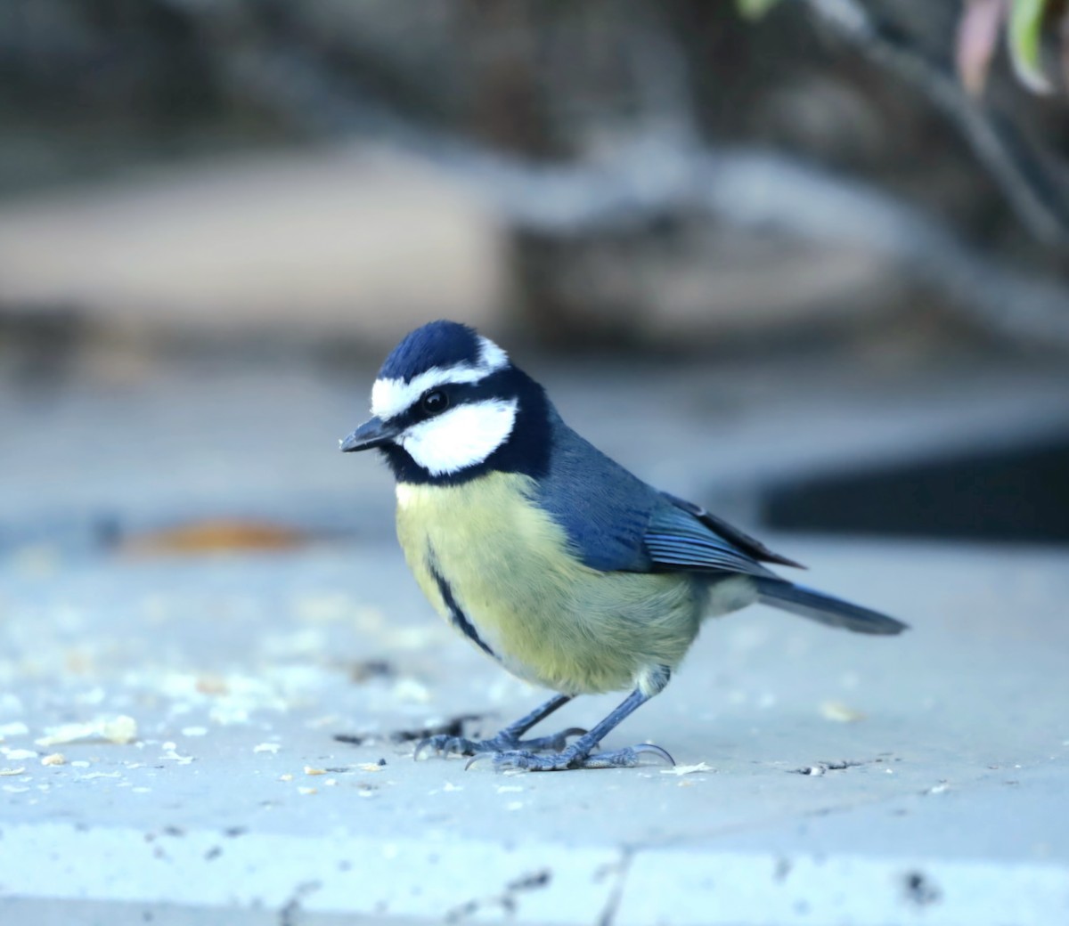 African Blue Tit - ML647247146