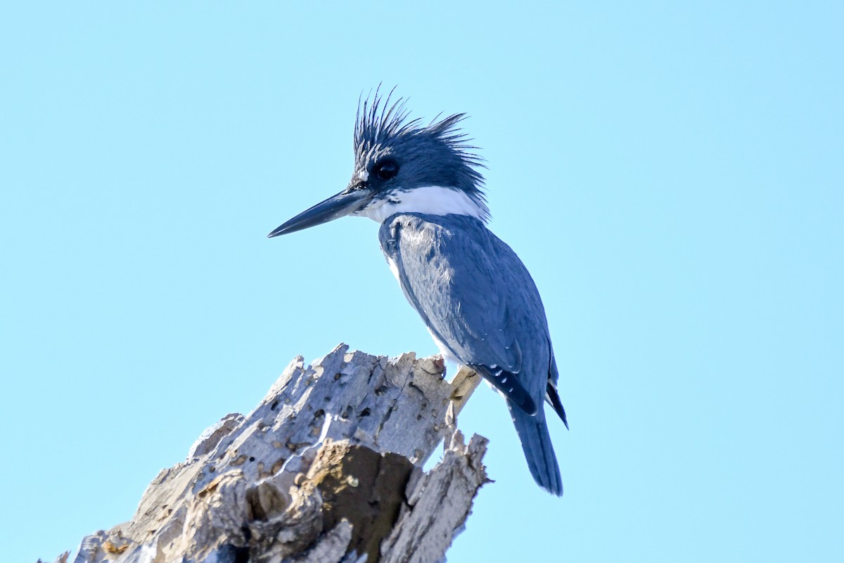Belted Kingfisher - ML647247154