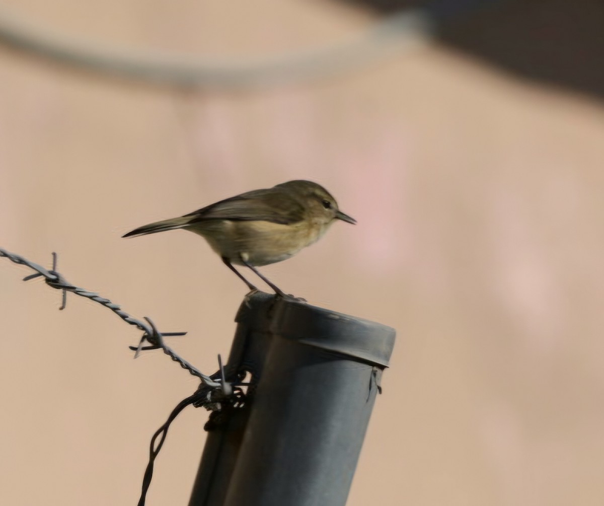 Canary Islands Chiffchaff - ML647247157