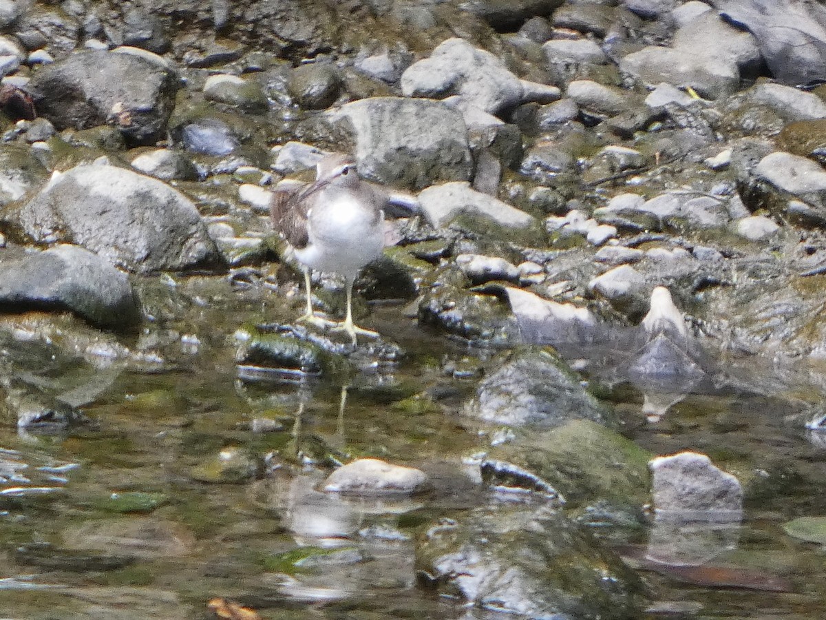 Benekli Düdükçün - ML647247163