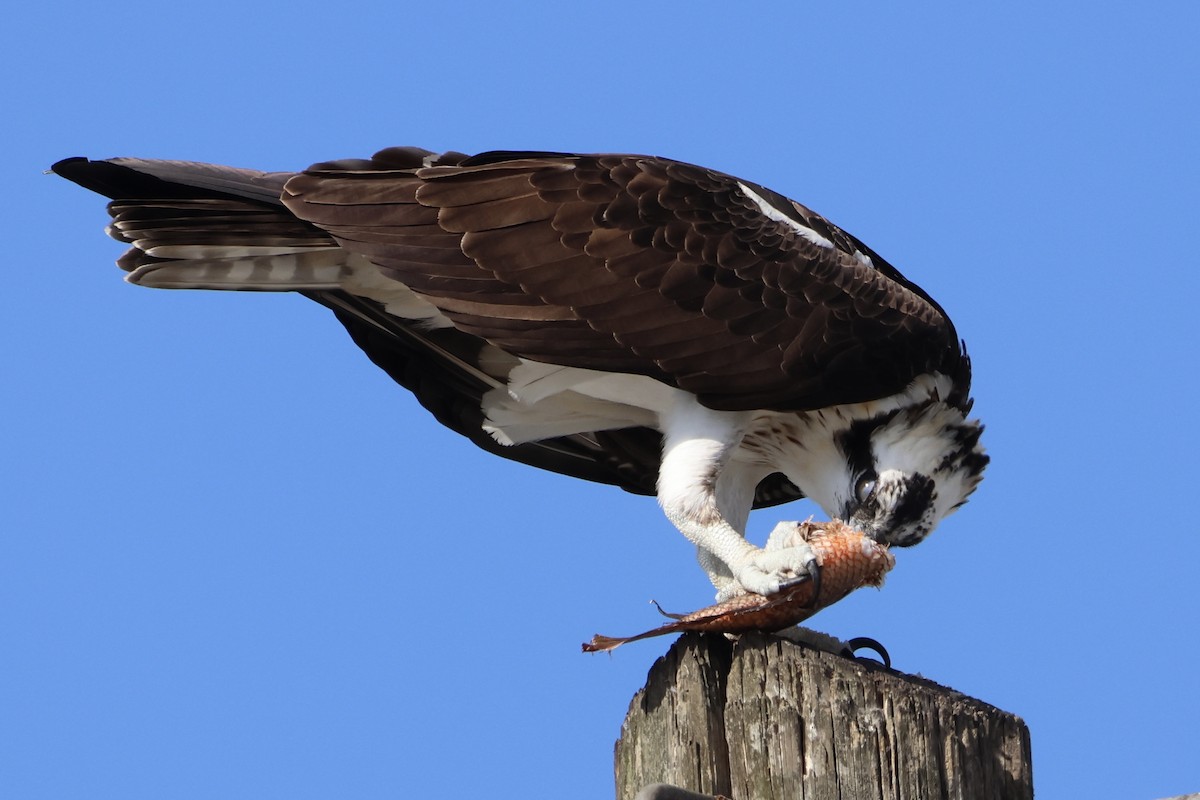 Osprey - ML647247172