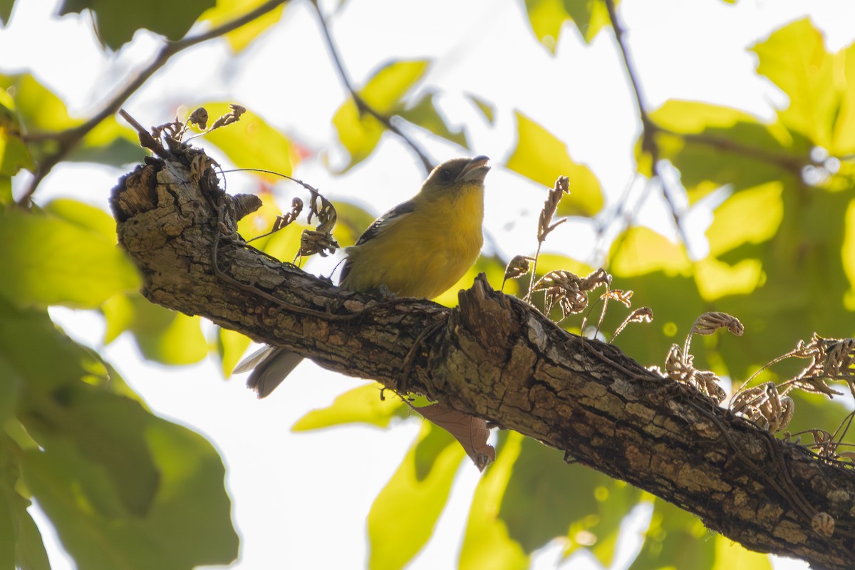 White-winged Tanager - ML647247184