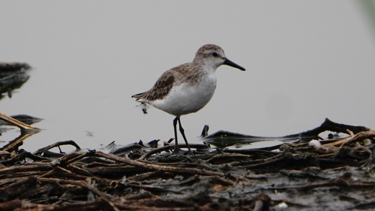 Semipalmated Sandpiper - ML647247189