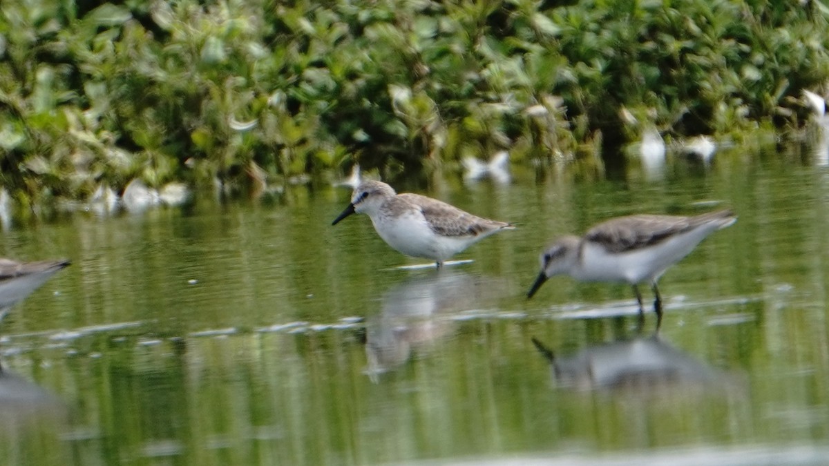 Semipalmated Sandpiper - ML647247190