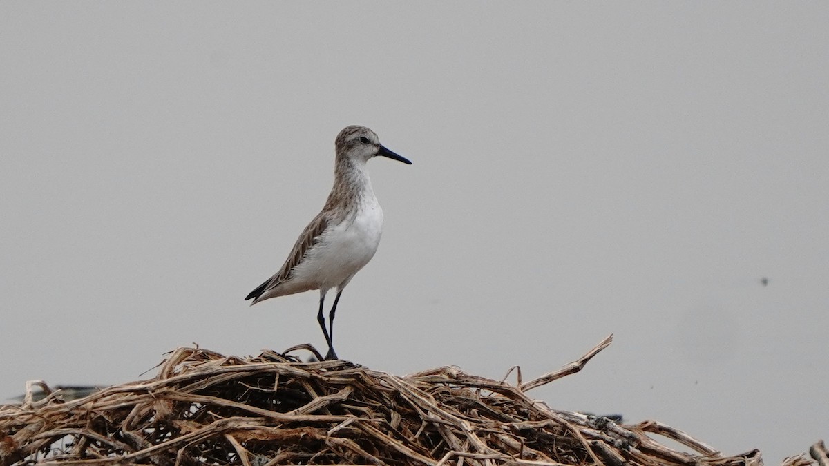 Semipalmated Sandpiper - ML647247191