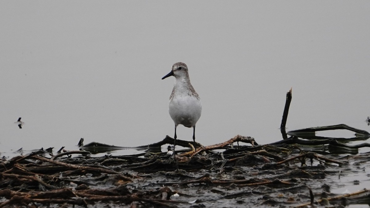 Semipalmated Sandpiper - ML647247192