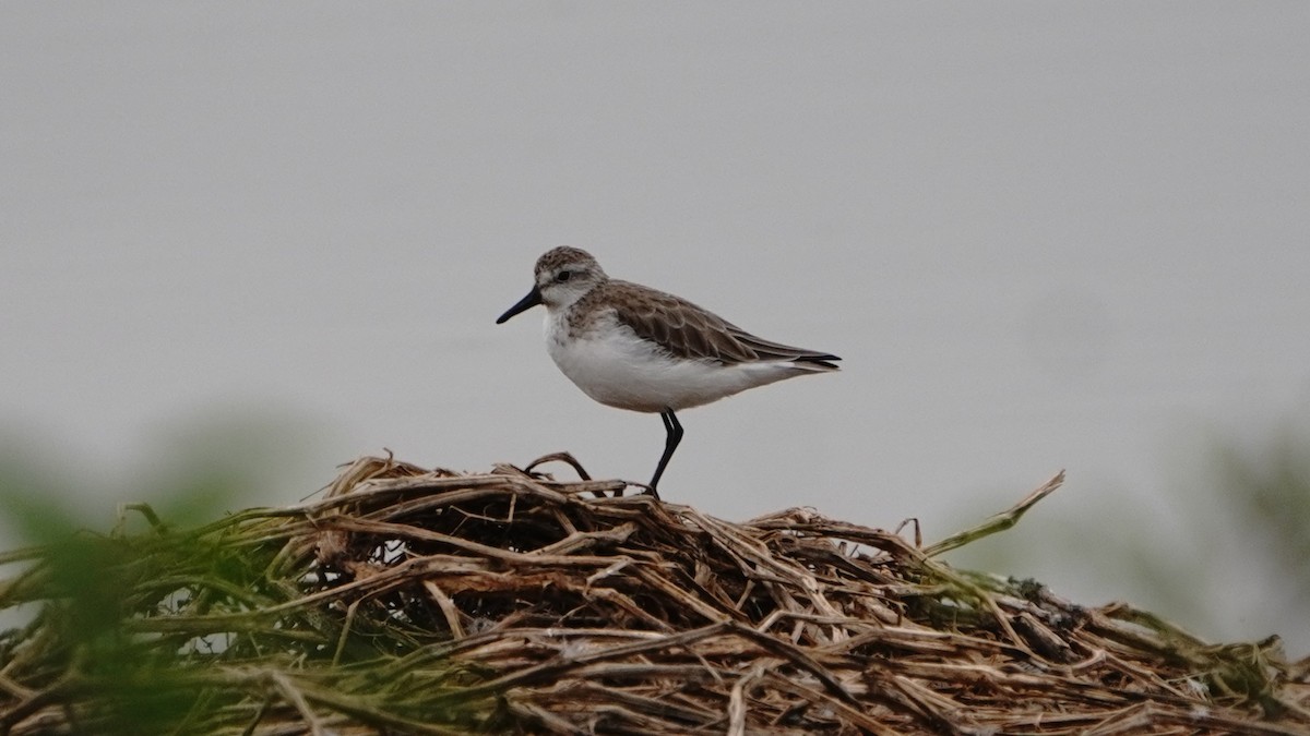 Semipalmated Sandpiper - ML647247193