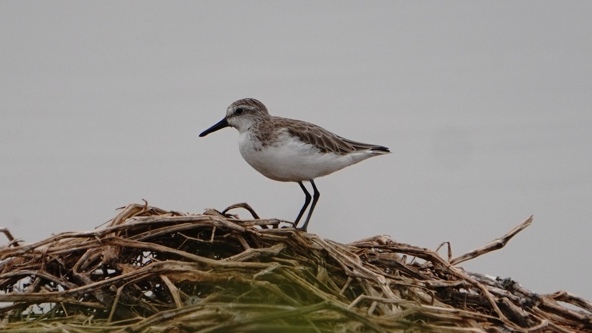 Semipalmated Sandpiper - ML647247194