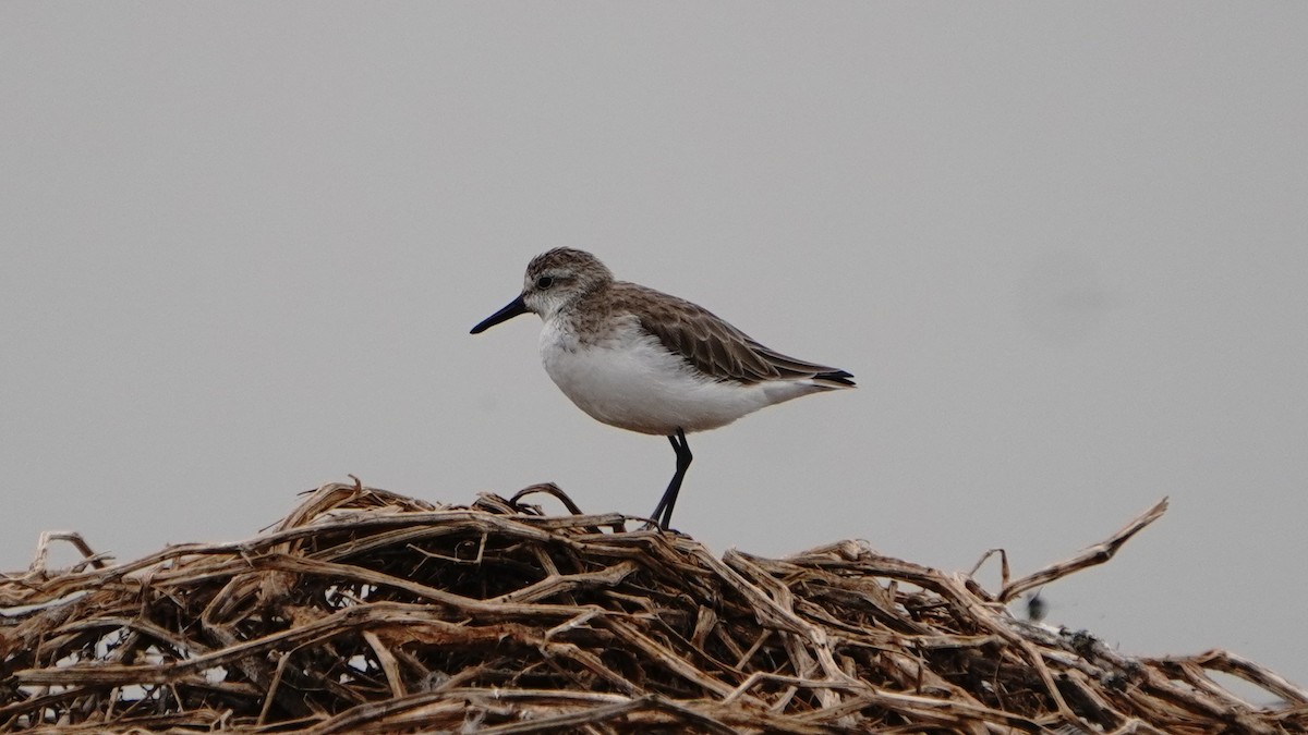 Semipalmated Sandpiper - ML647247195