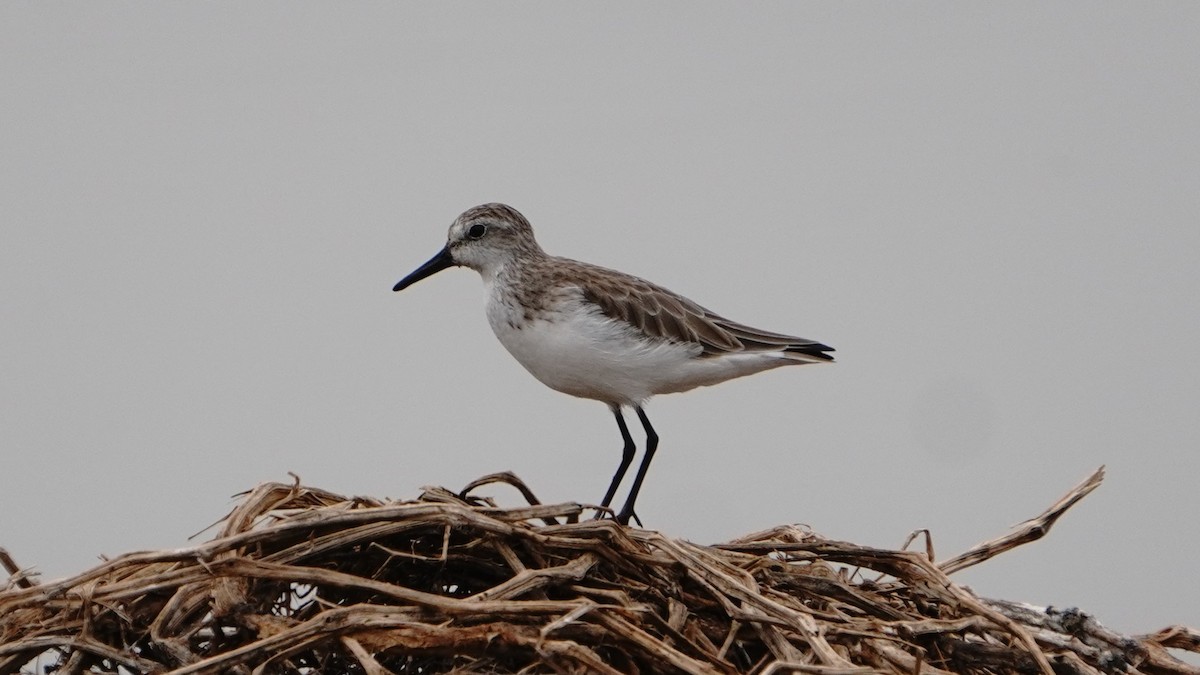 Semipalmated Sandpiper - ML647247196