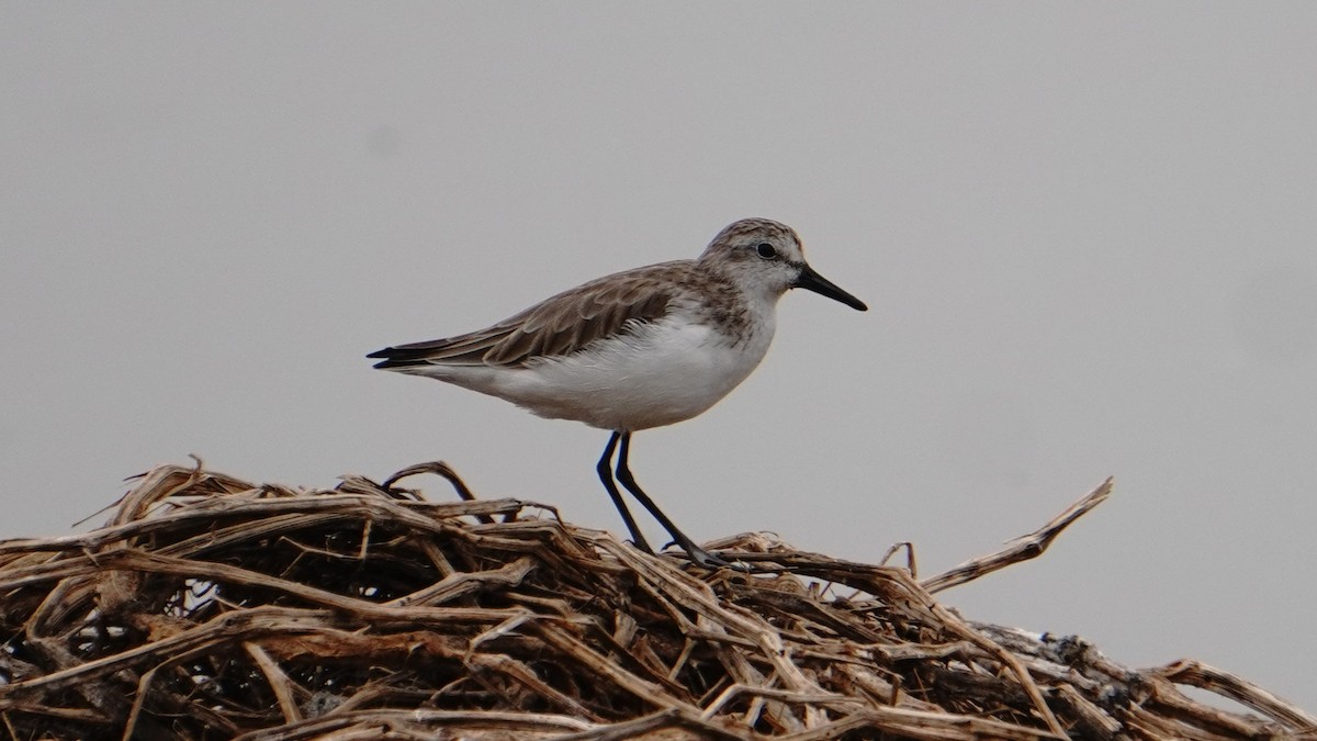 Semipalmated Sandpiper - ML647247197