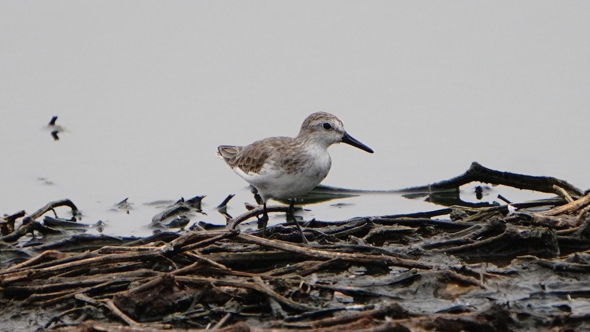Semipalmated Sandpiper - ML647247198