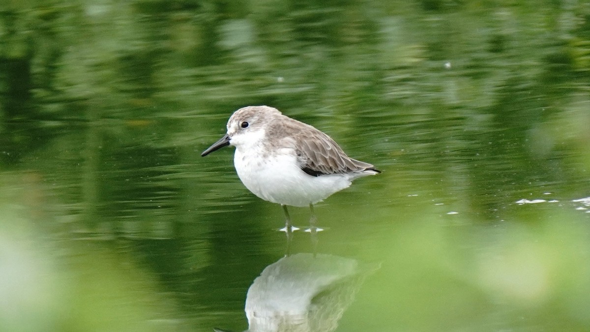 Semipalmated Sandpiper - ML647247199