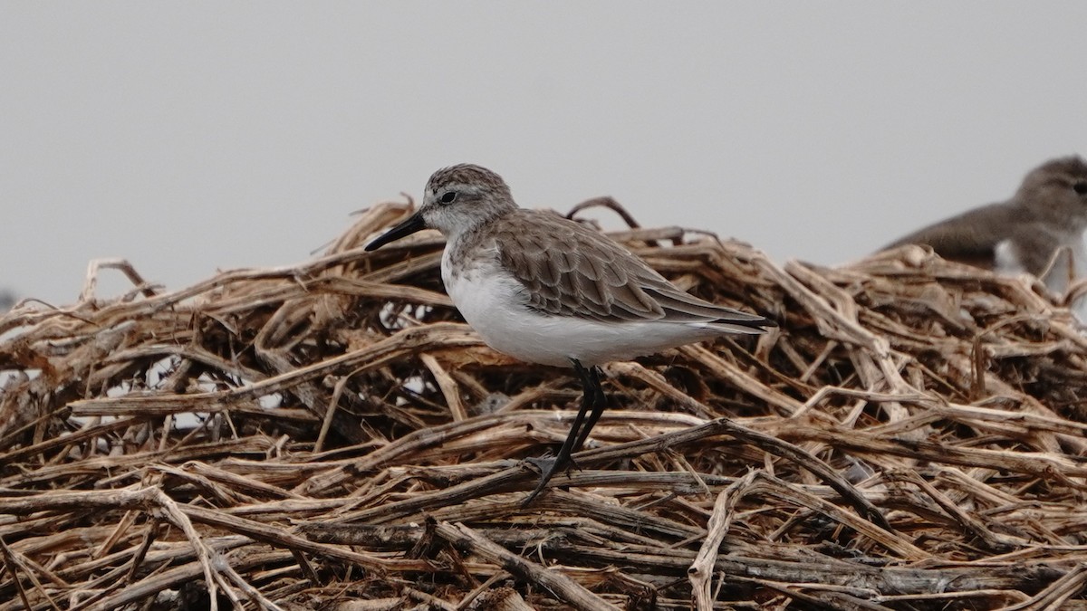 Semipalmated Sandpiper - ML647247200