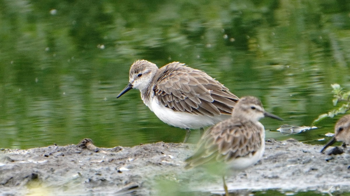 Semipalmated Sandpiper - ML647247201