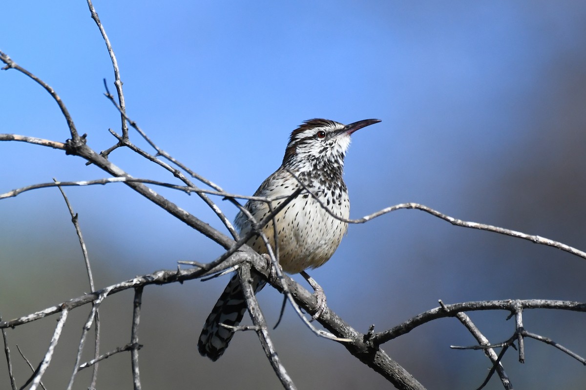Cactus Wren - ML647247205