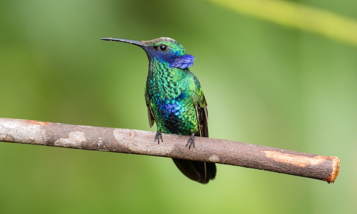 Колібрі синьочеревий - ML647247206