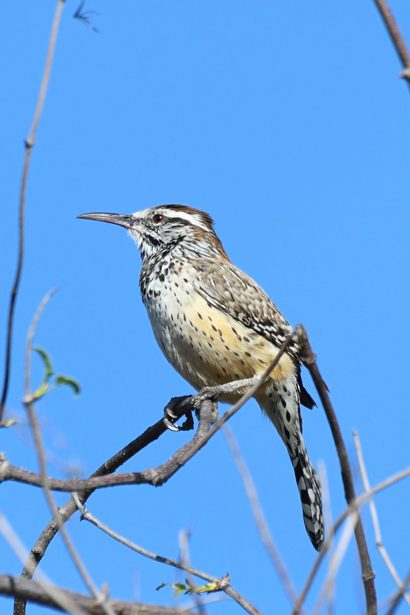 Cactus Wren - ML647247212
