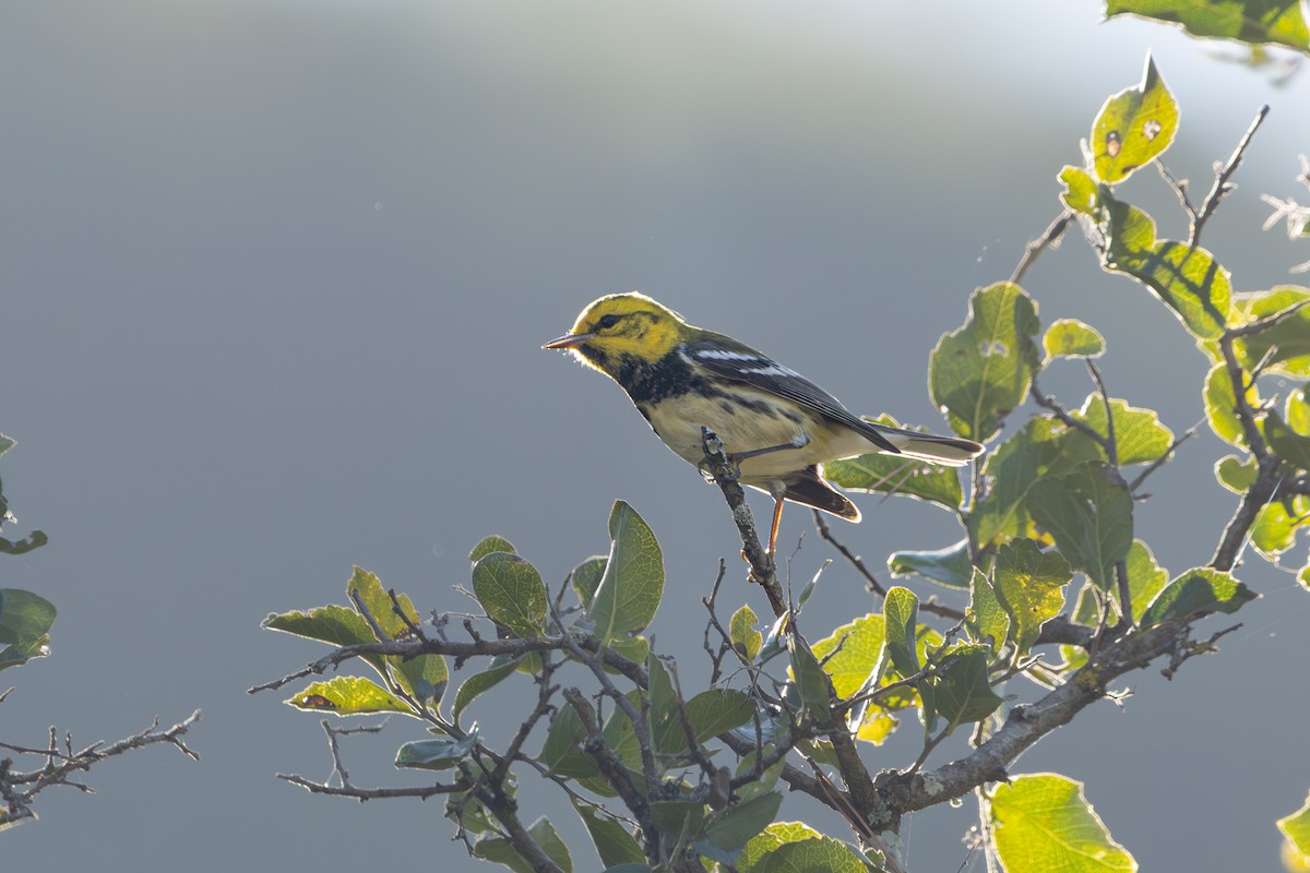 Black-throated Green Warbler - ML647247214
