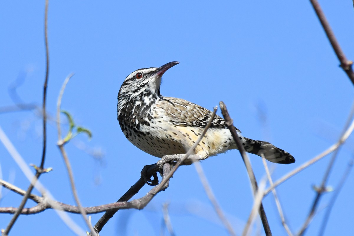 Cactus Wren - ML647247216