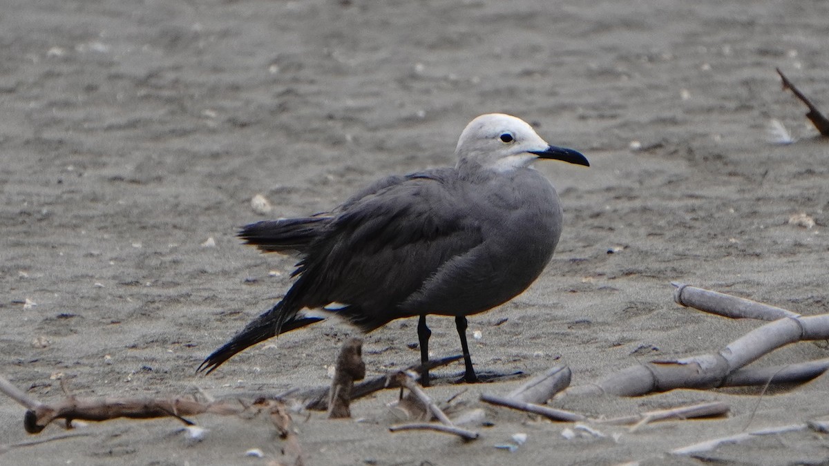 Мартин сірий - ML647247224