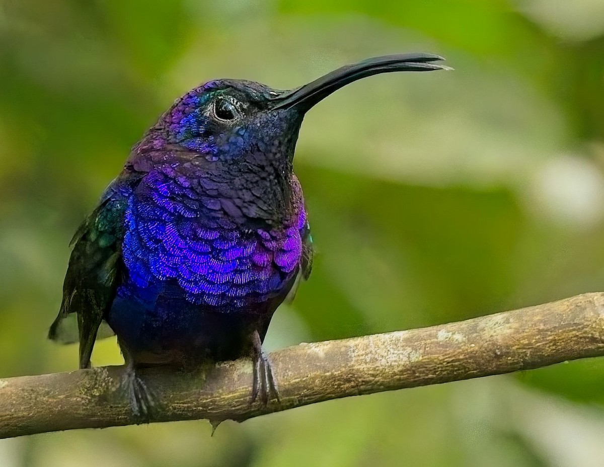 Violet Sabrewing - ML647247230