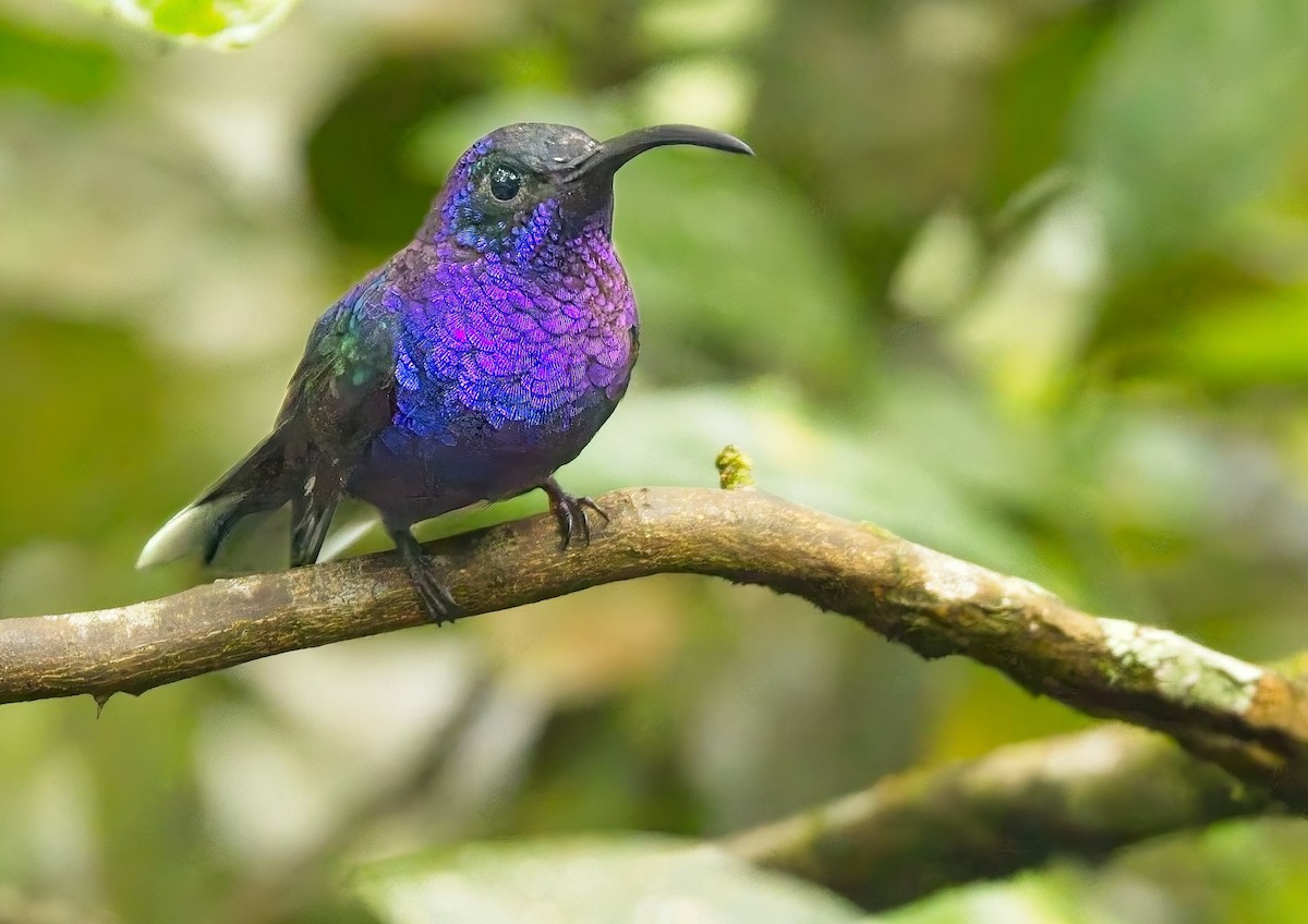 Violet Sabrewing - ML647247231