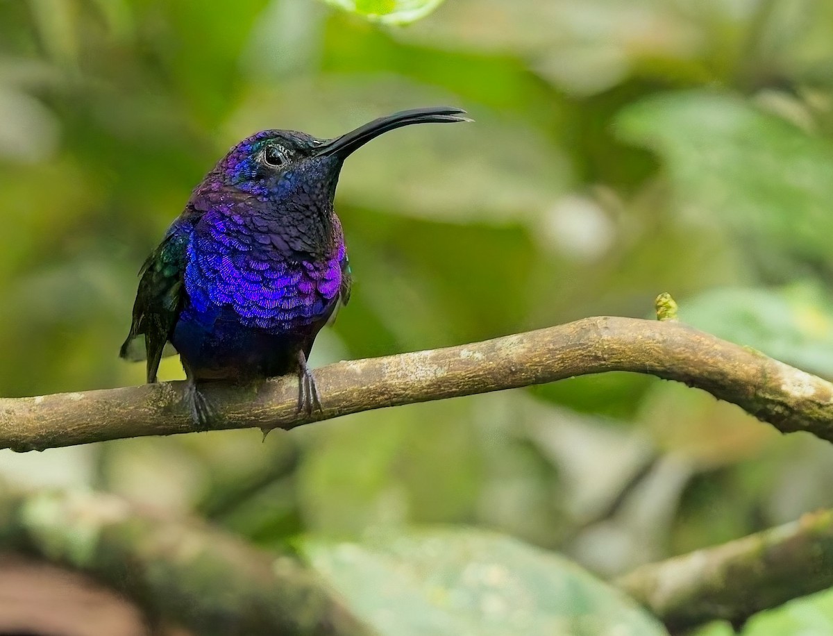 Violet Sabrewing - ML647247232