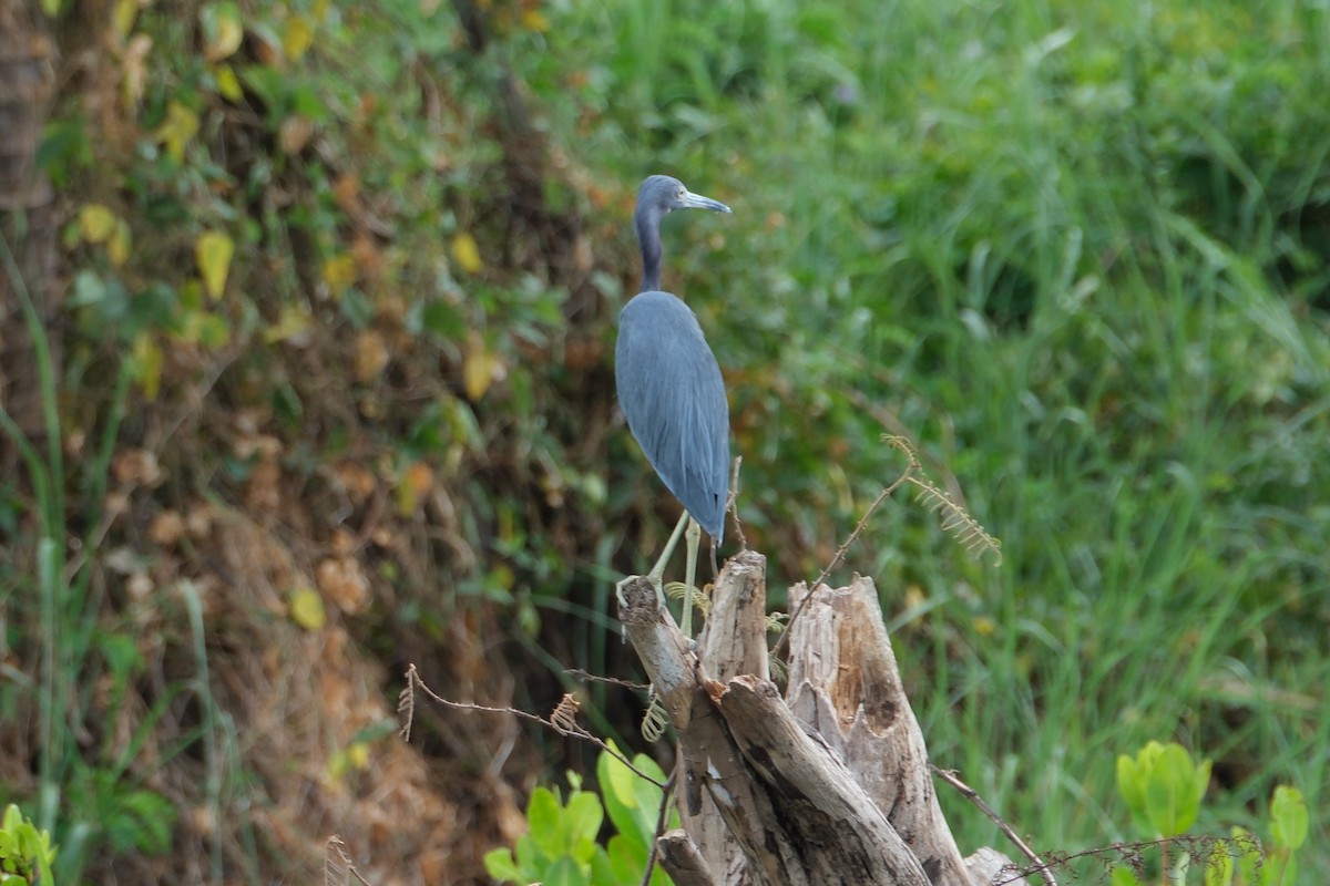 Little Blue Heron - ML647247233