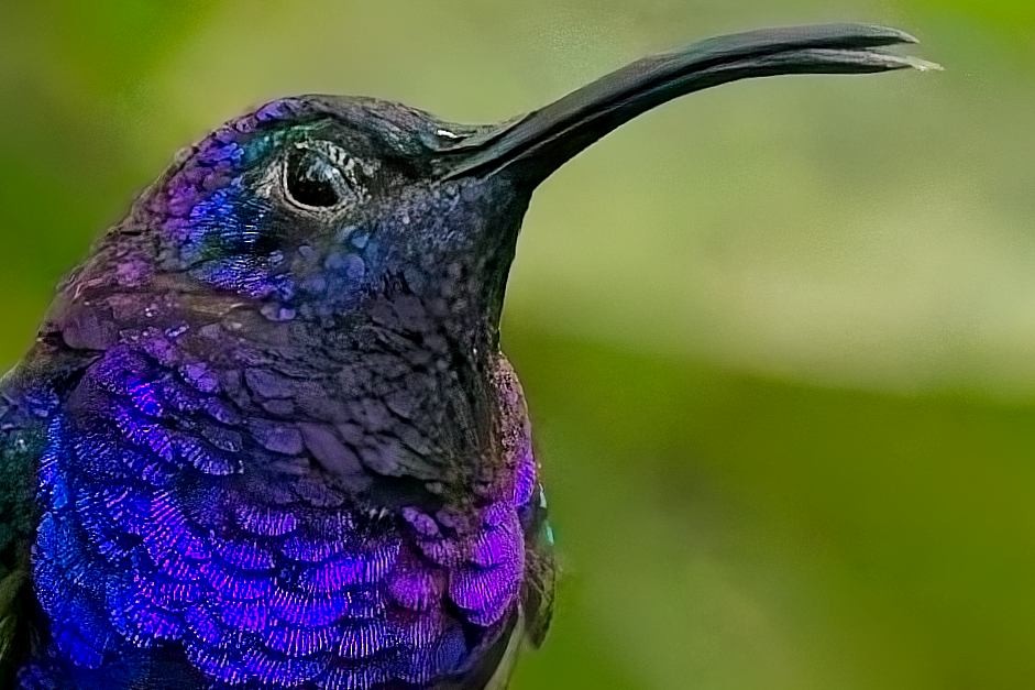 Violet Sabrewing - ML647247245