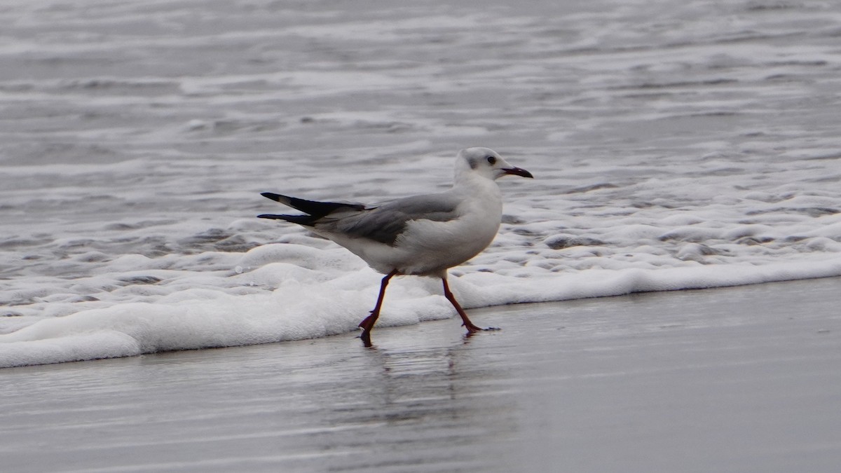 Мартин сіроголовий - ML647247294
