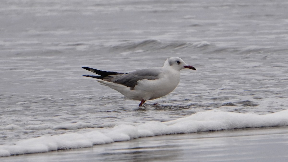 Мартин сіроголовий - ML647247295