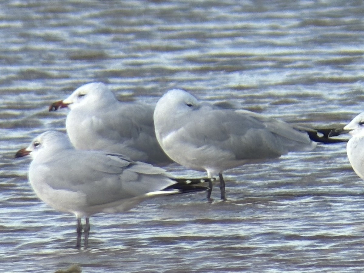 Audouin's Gull - ML647247346
