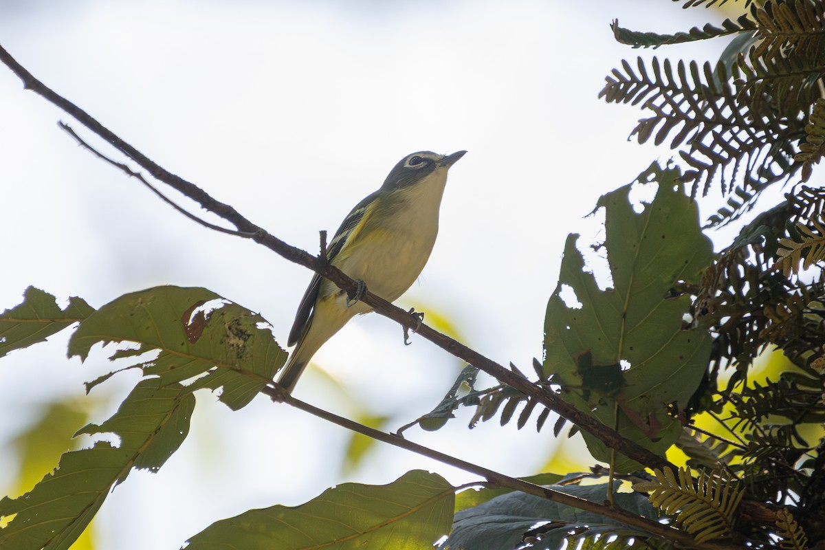 フタスジモズモドキ - ML647247350