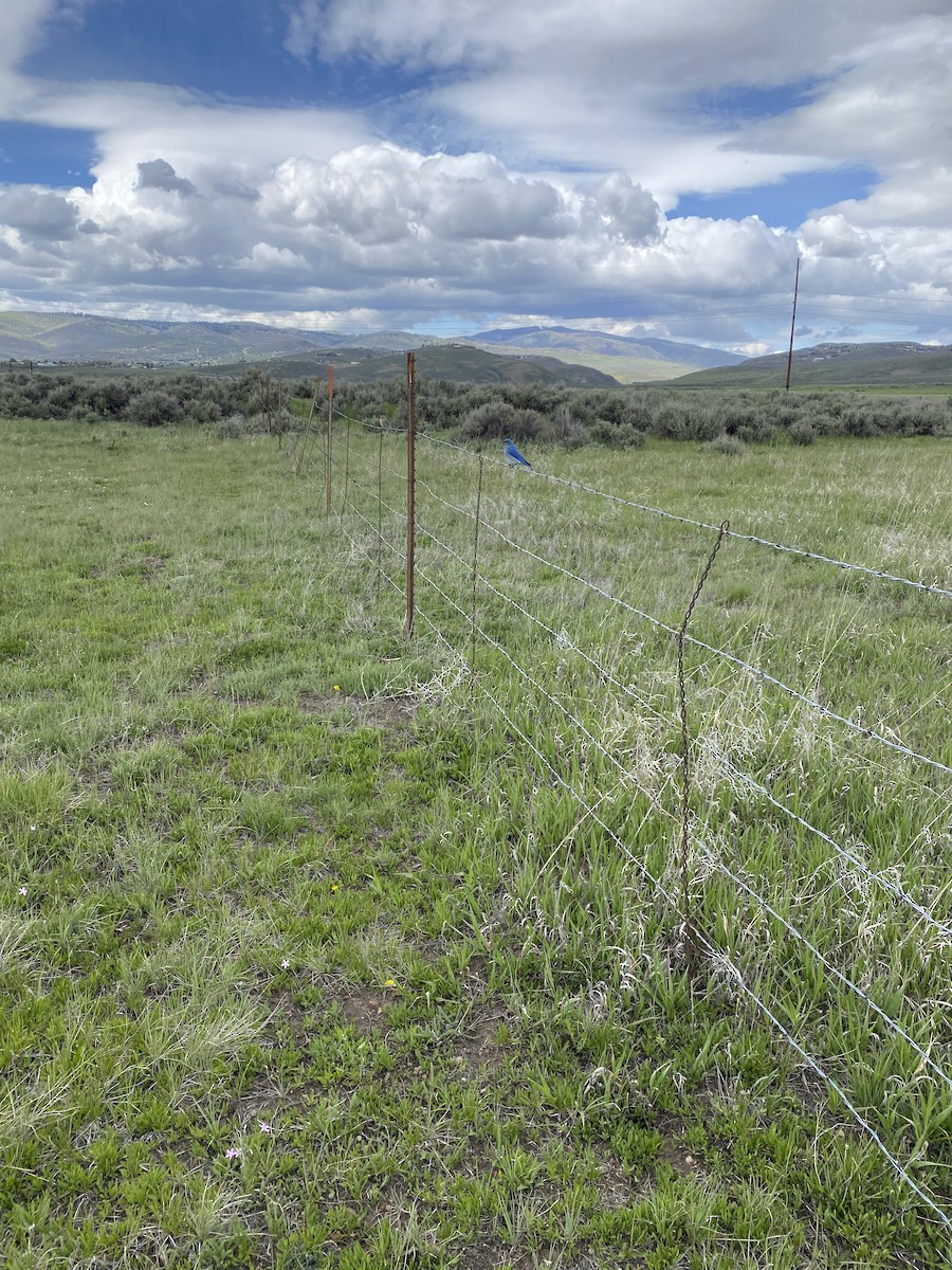 Mountain Bluebird - ML647247351